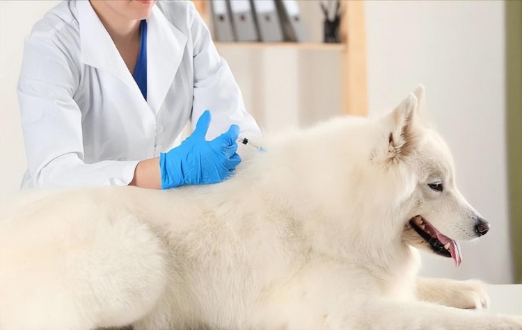 小心！碰到这些症状的狗赶紧跑可能是狂犬病