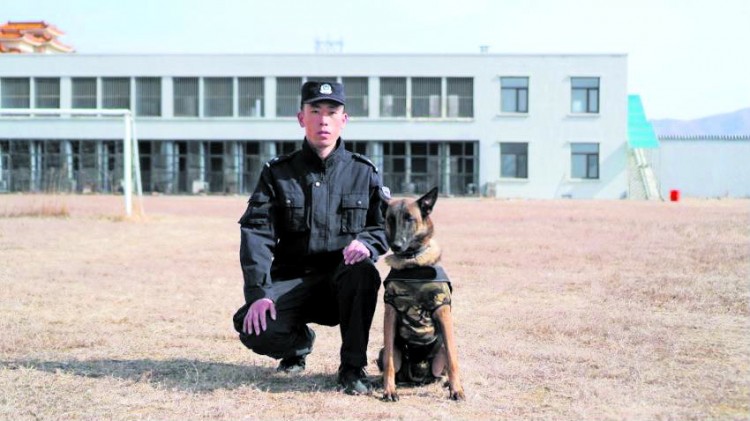 行坐卧立一训练就会气味搜索一个月掌握国家级功勋警犬养成记