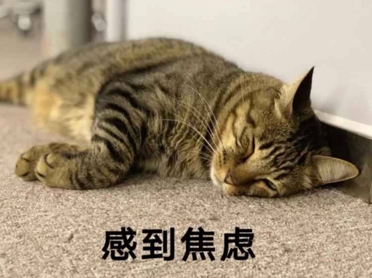 被宠坏的猫咪会有这6种表现主人要注意了！