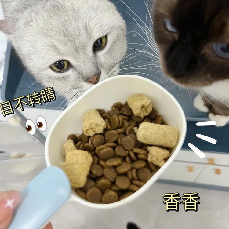 被宠坏的猫咪会有这6种表现主人要注意了！