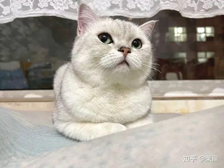 哪一刻你觉得自己的猫没白养