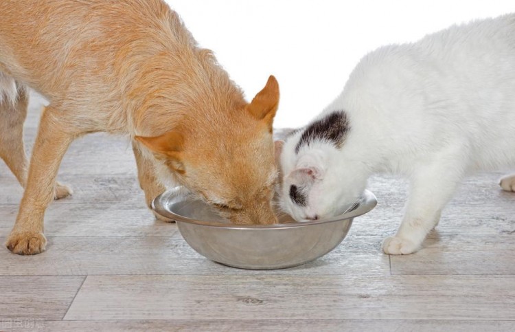 这样喂食猫咪杀伤力犹如巧克力很危险