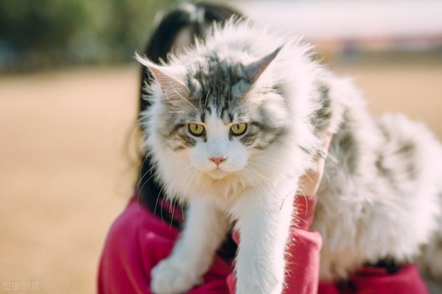 养缅因猫的6大坏处让人望而却步