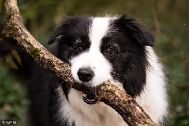 爱捣蛋的边牧并不适合作为家庭犬饲养错！